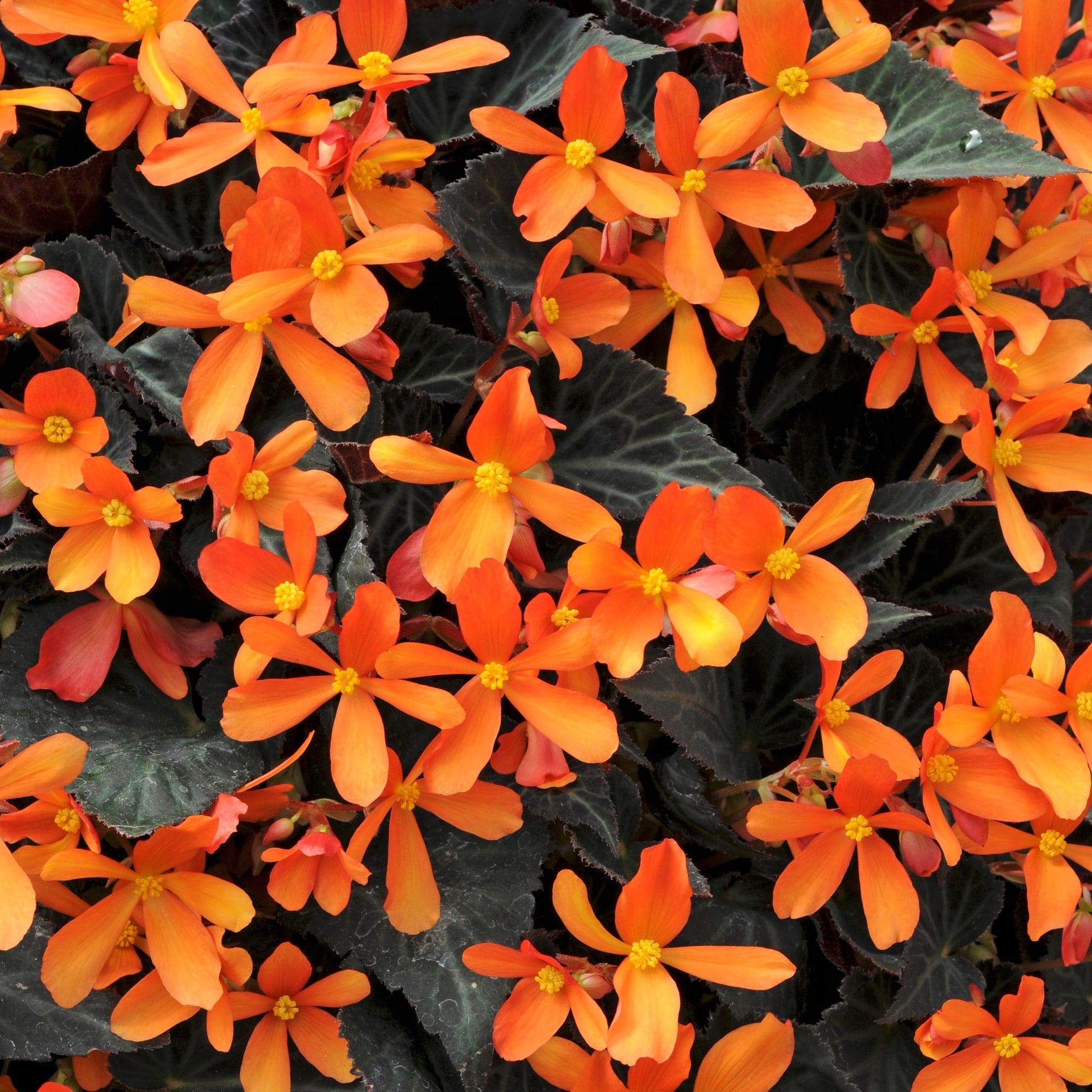 Begonia 'Glowing Embers' - Roots Plants